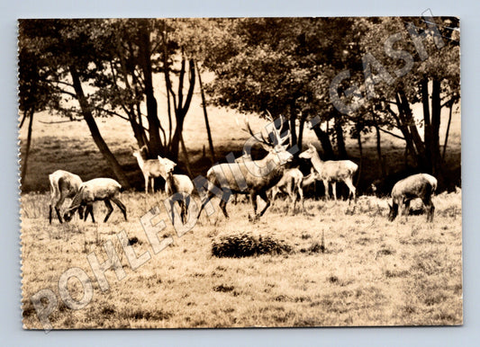 Pohlednice Putbus Rügen jeleni v oboře (M9988)