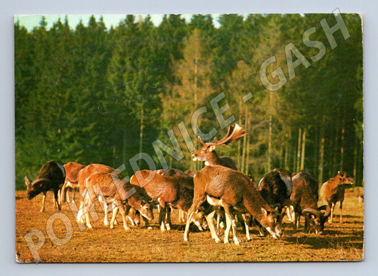 Pohlednice mufloni a daněk Československo (M9989)