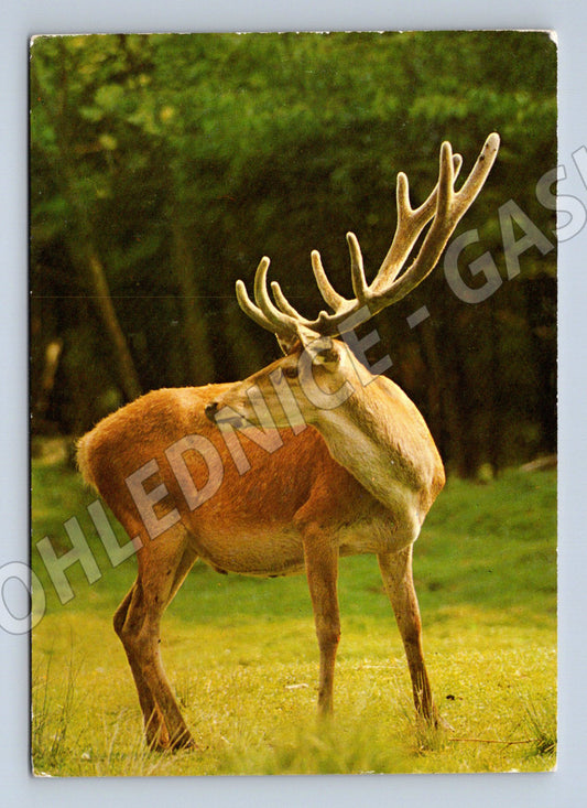 Pohlednice Jelen evropský Československo 1977 (M9990)