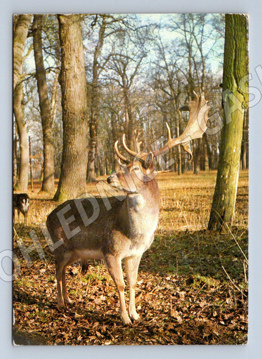 Pohlednice Daněk skvrnitý Československo 1977 (M9991)