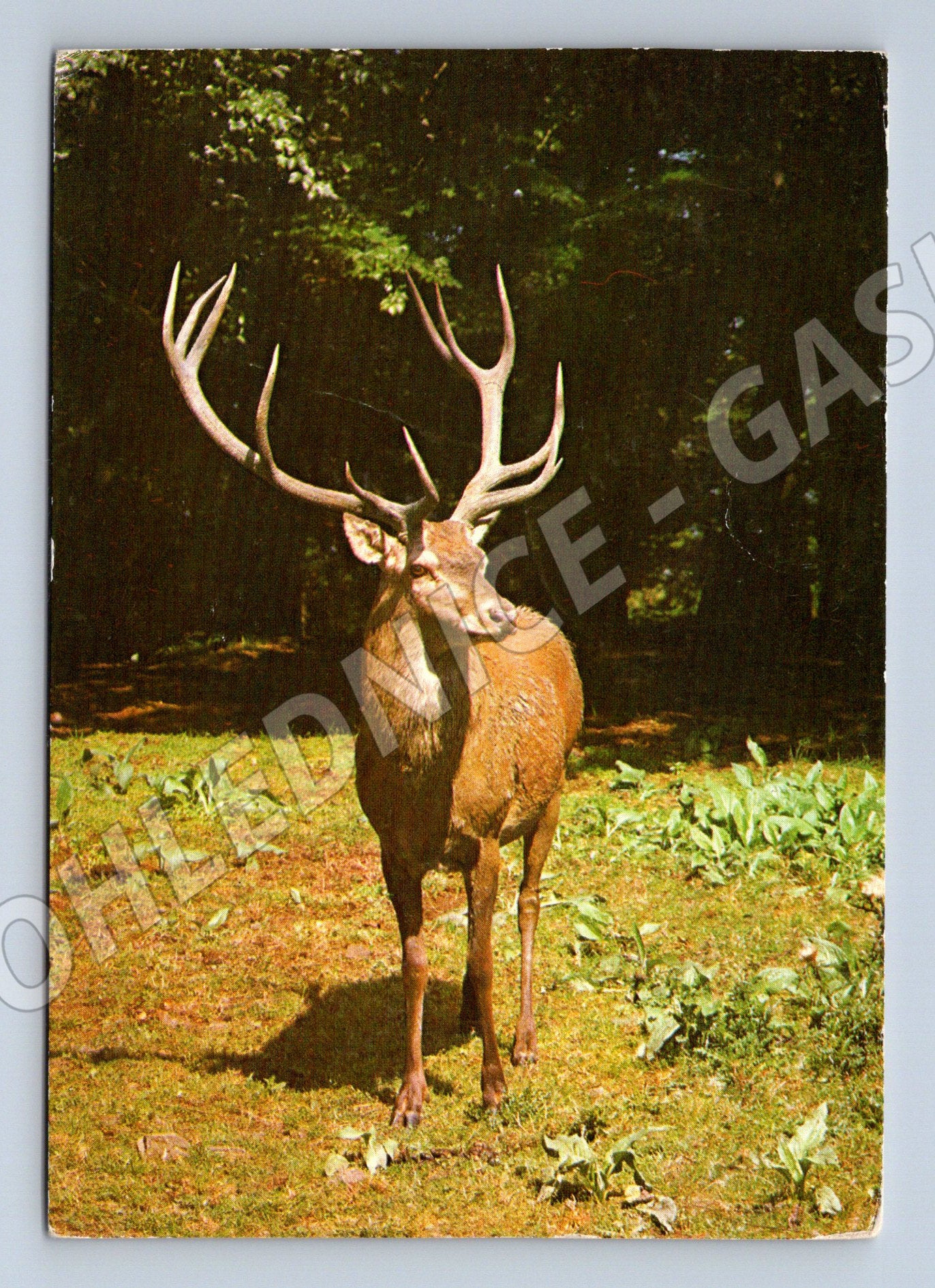 Pohlednice Jelen evropský lesní motiv 1977 (M9993)