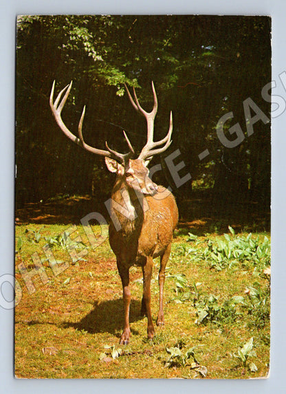 Pohlednice Jelen evropský lesní motiv 1977 (M9993)