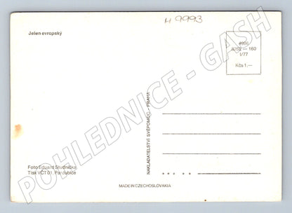 Pohlednice Jelen evropský lesní motiv 1977 (M9993)