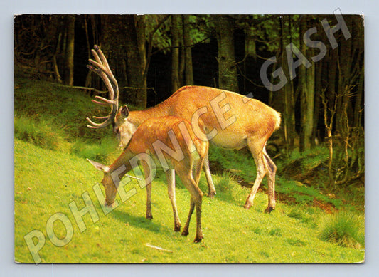 Pohlednice Jelen s laní Československo neprošlá (M9994)