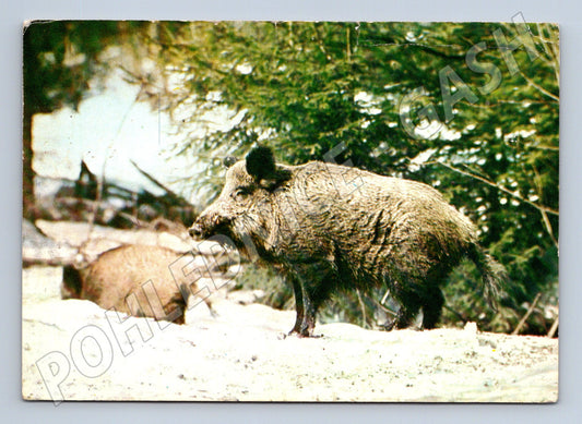 Pohlednice Prase divoké Sus scrofa 1979 (M9995)