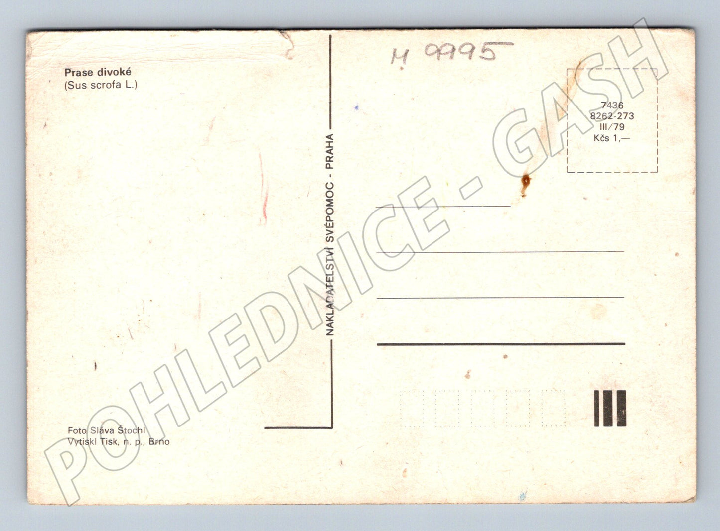 Pohlednice Prase divoké Sus scrofa 1979 (M9995)