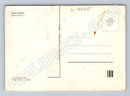 Pohlednice Prase divoké Sus scrofa 1979 (M9995)