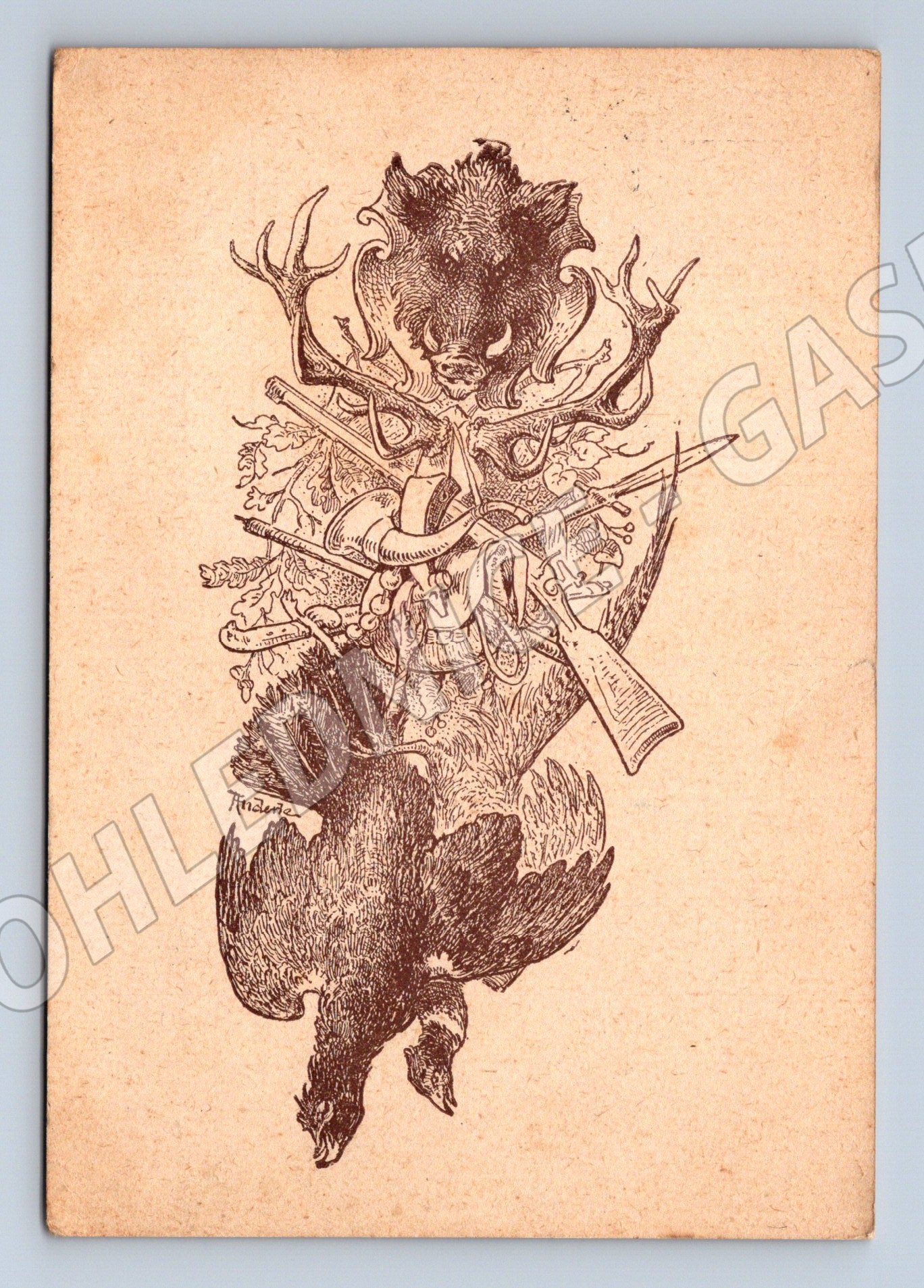 Pohlednice lovecký motiv divočák trofeje 1914 (M9998)