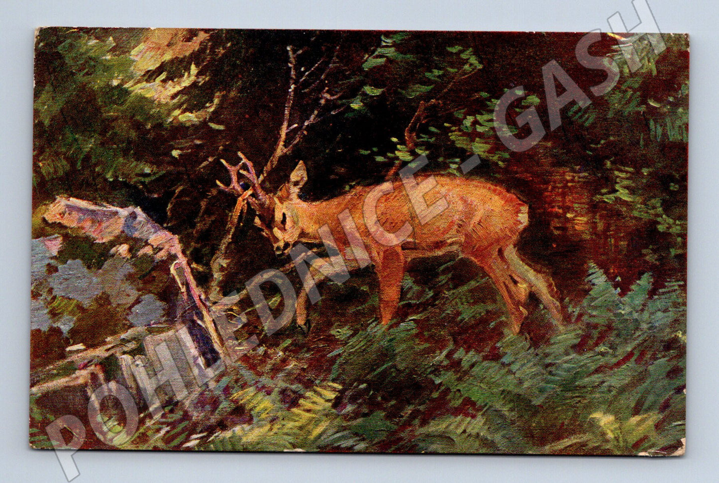 Pohlednice srnec v lese použitá Československo (M9999)