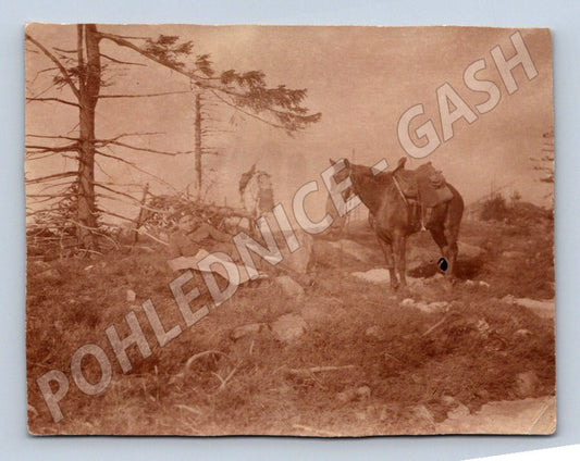 Pohlednice koně v přírodě ležící voják LEONAR (P1065)