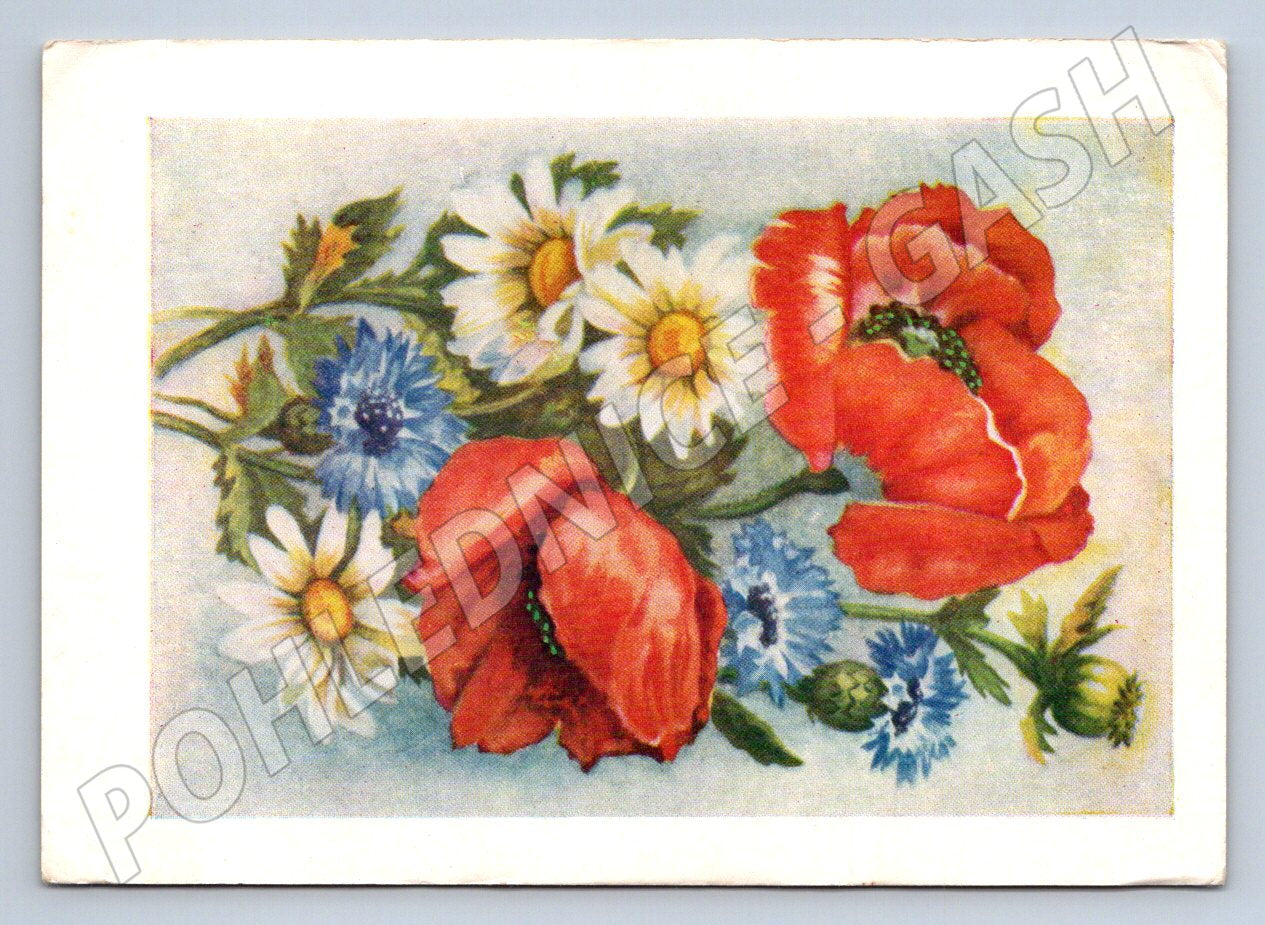 Pohlednice SSSR malovaná květiny S Močalov 1958 (P1315)