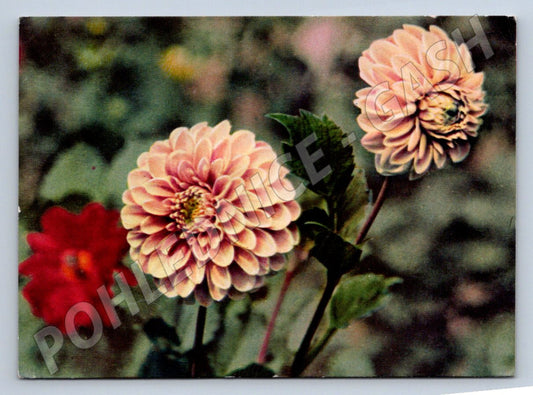 Pohlednice SSSR květiny jiřiny MDŽ 1964 (P1319)