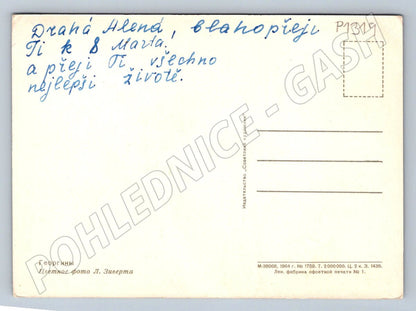 Pohlednice SSSR květiny jiřiny MDŽ 1964 (P1319)