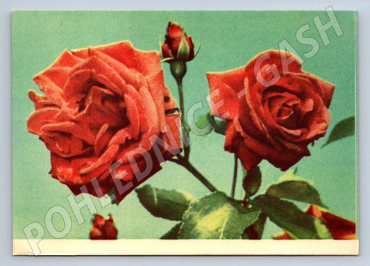 Pohlednice SSSR růže barevná 1959 psaná (P1323)