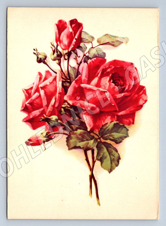 Pohlednice SSSR růže květinový motiv psaná 1959 (P1325)