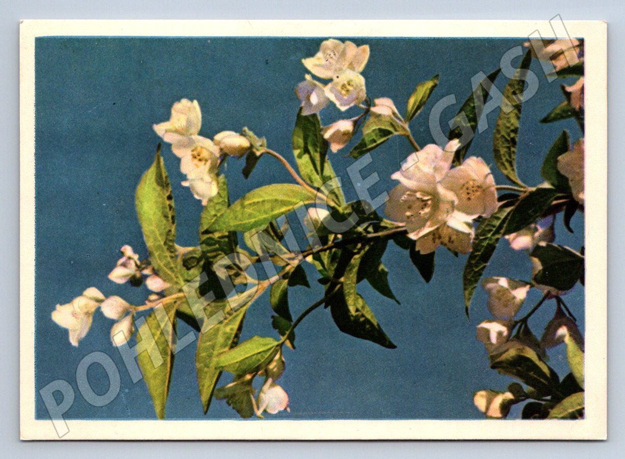 Pohlednice SSSR květy jasmínu fotografie V Gippenreiter 1959 (P1326)