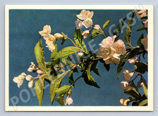 Pohlednice SSSR květy jasmínu fotografie V Gippenreiter 1959 (P1326)