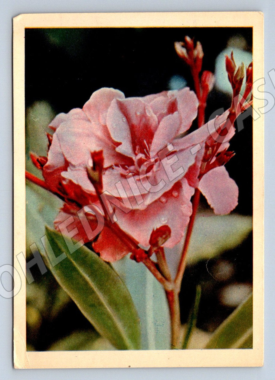 Pohlednice SSSR květ oleandru 8 březen 1964 (P1331)