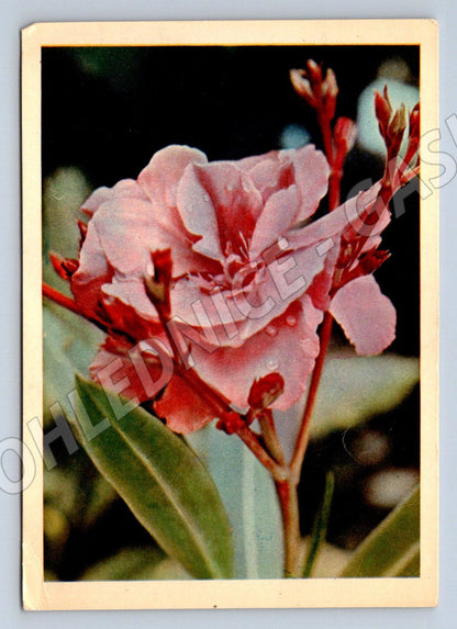 Pohlednice SSSR květ oleandru 8 březen 1964 (P1331)