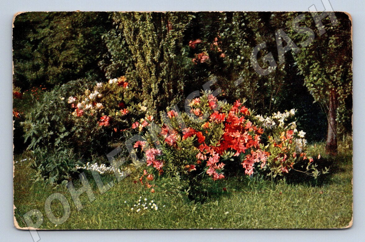 Pohlednice zahrada s květinami ČR zn Pribram 1909 (P1359)