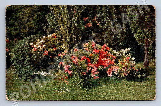 Pohlednice zahrada s květinami ČR zn Pribram 1909 (P1359)