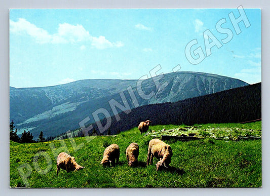 Pohlednice Krkonoše Růžohorky ovce Studniční hora 1973 (P1973)