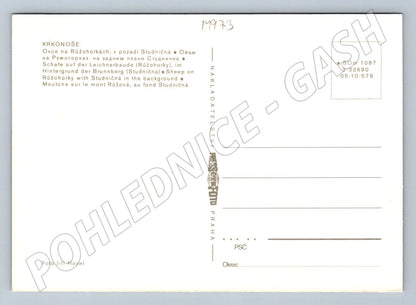 Pohlednice Krkonoše Růžohorky ovce Studniční hora 1973 (P1973)