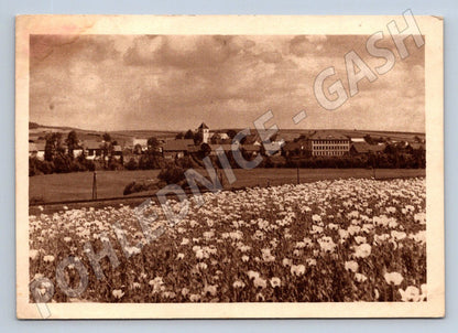 Pohlednice Dolní Cerekev květnaté pole PP 1951 (P2031)