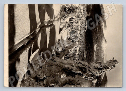 Pohlednice Krkonoše Petrova bouda zimní 1951 (P2113)