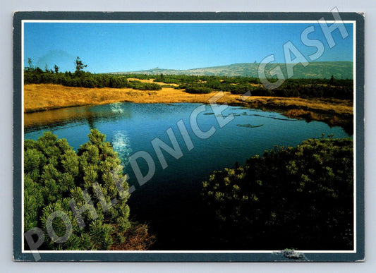 Pohlednice Krkonoše Pančavská louka Violík (P2288)