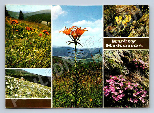 Pohlednice Květiny Krkonoš originál Severografia Děčín (P2447)