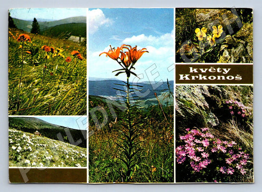 Pohlednice Květy Krkonoš více pohledů (P2454)