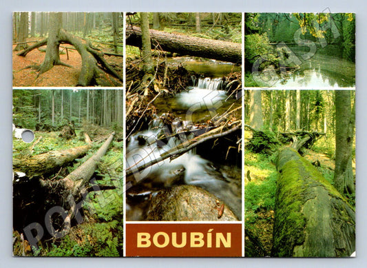 Pohlednice Boubín Boubínský prales Šumava (P2477)
