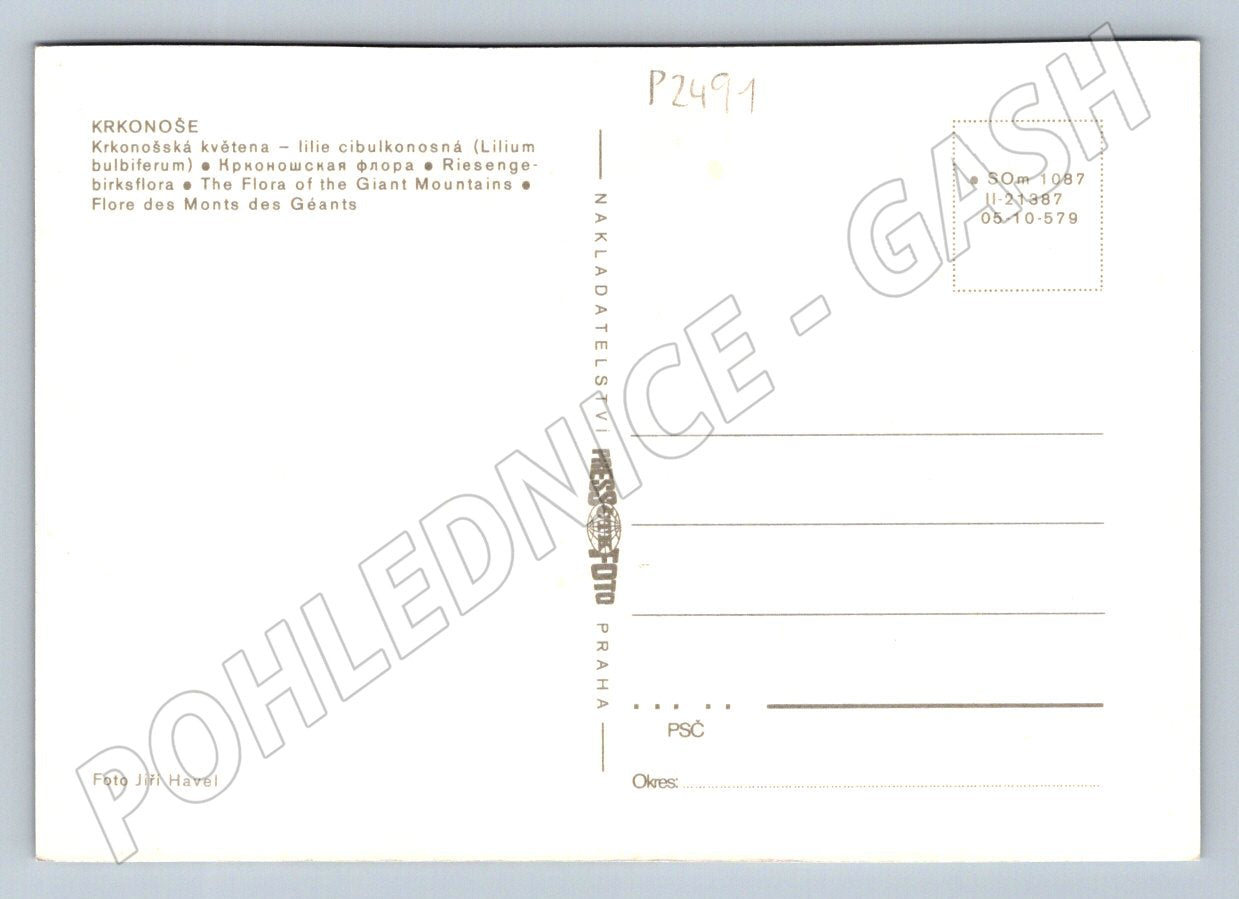 Pohlednice Krkonoše Lilie cibulkonosná Pressfoto Jiří Havel (P2491)