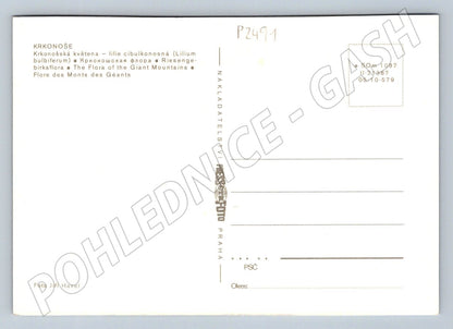 Pohlednice Krkonoše Lilie cibulkonosná Pressfoto Jiří Havel (P2491)