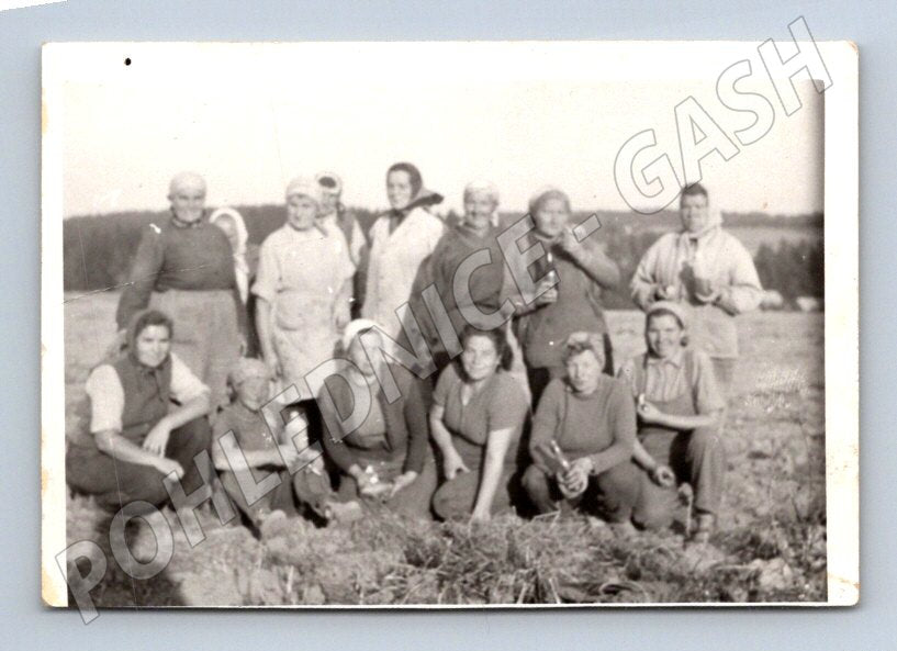 Stará fotografie skupina žen v poli (P2867)