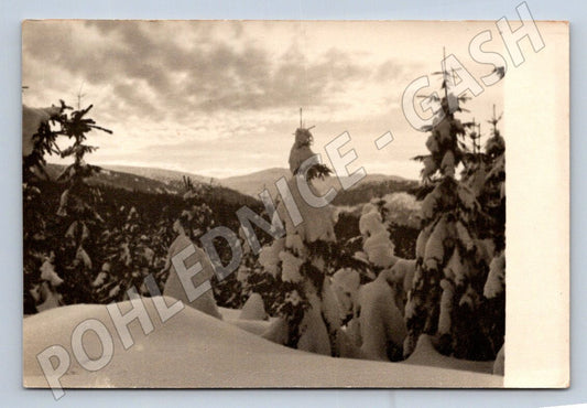 Stará fotografie zimní krajina zasněžené stromy (P2876)