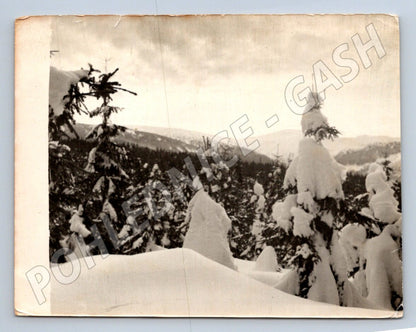 Stará fotografie zasněžená krajina s lesem a horami (P2899)