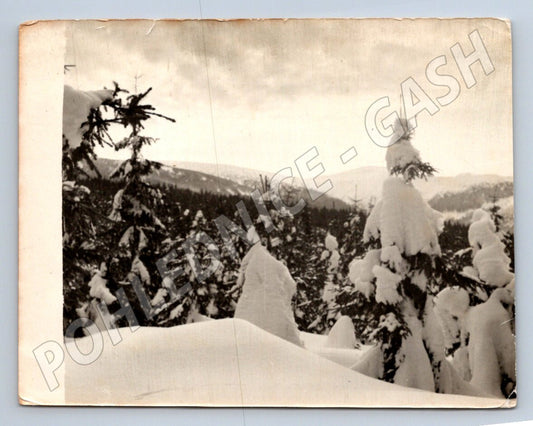 Stará fotografie zasněžená krajina s lesem a horami (P2899)