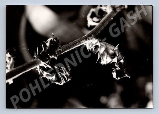 Stará fotografie detail pichlavé rostliny (P3014)