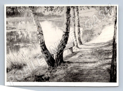 Stará fotografie krajina břízy rybník lavička 1974 (P3130)