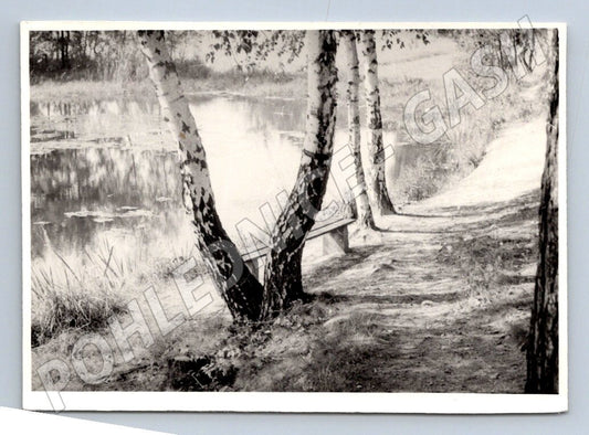 Stará fotografie krajina břízy rybník lavička 1974 (P3130)