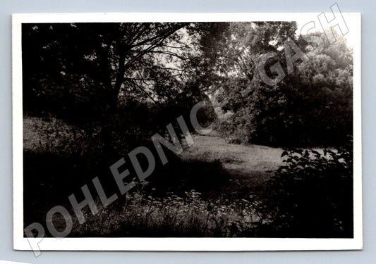 Stará fotografie lesní krajina (P3131)