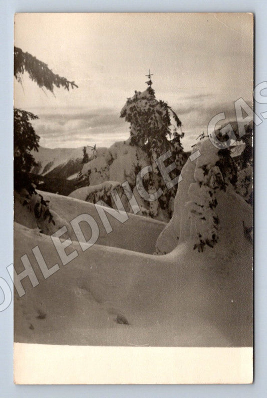 Stará fotografie zasněžená krajina s jehličnatými stromy (P3250)