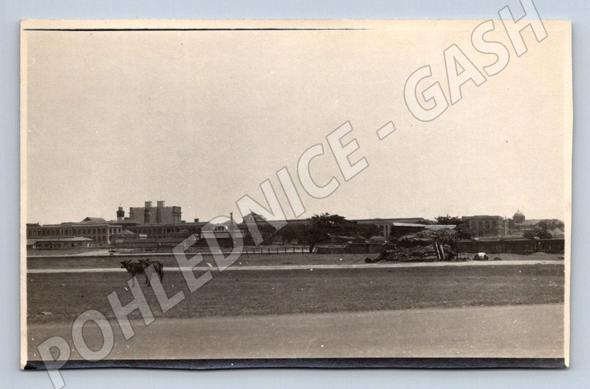 Stará fotografie Bombay panorama s dobytkem (P3314)
