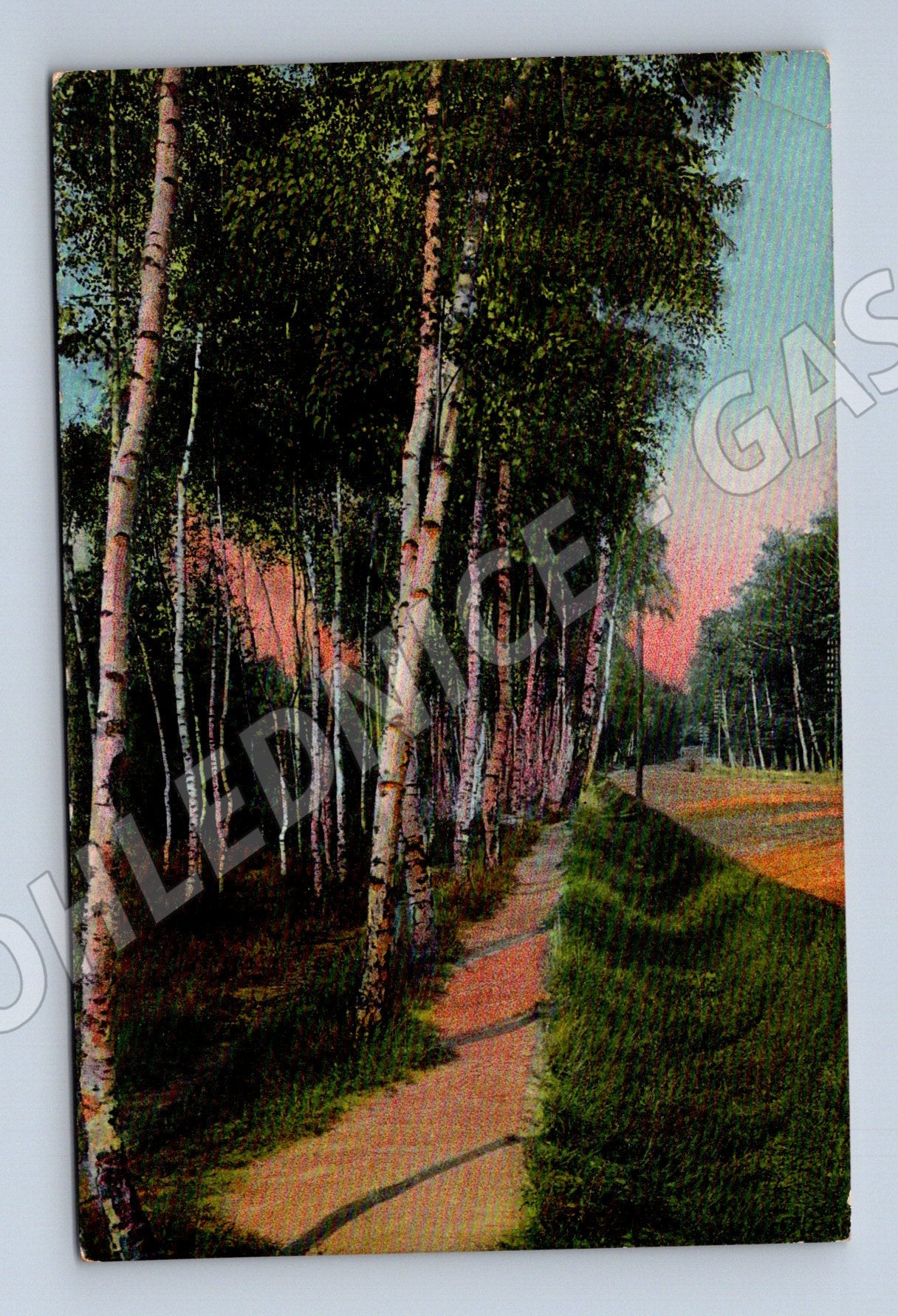 Pohlednice Přírodní motiv cesta stromy 1908 (P3572)