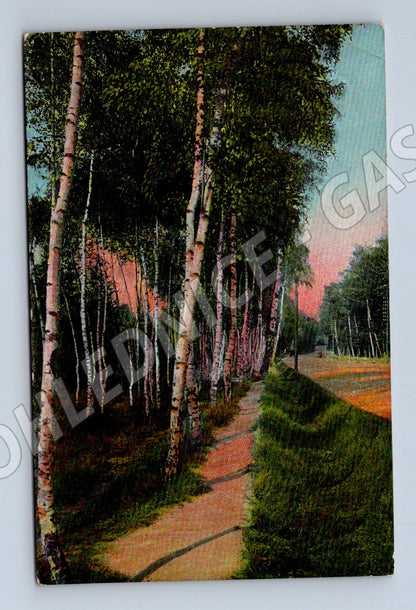 Pohlednice Přírodní motiv cesta stromy 1908 (P3572)