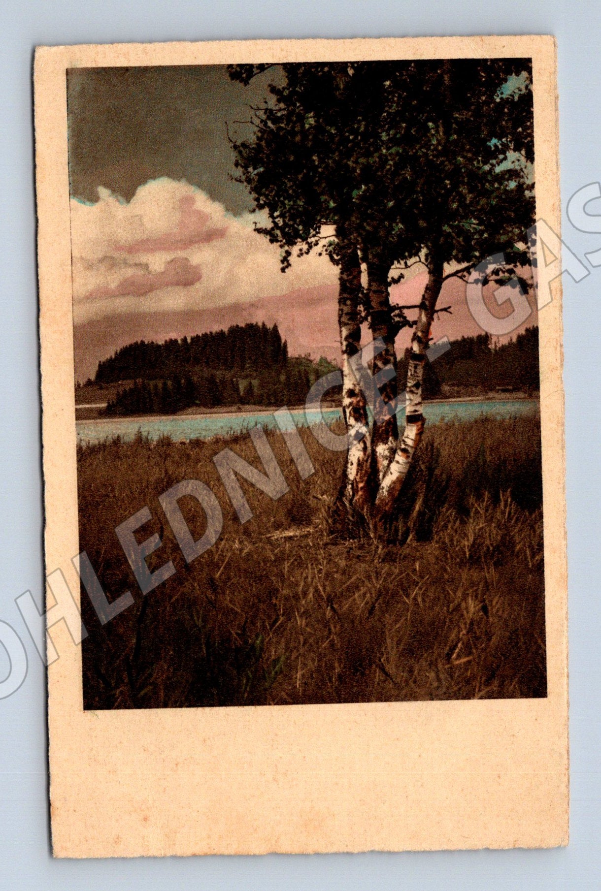 Pohlednice krajina břízy u vody (P3577)