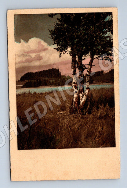 Pohlednice krajina břízy u vody (P3577)