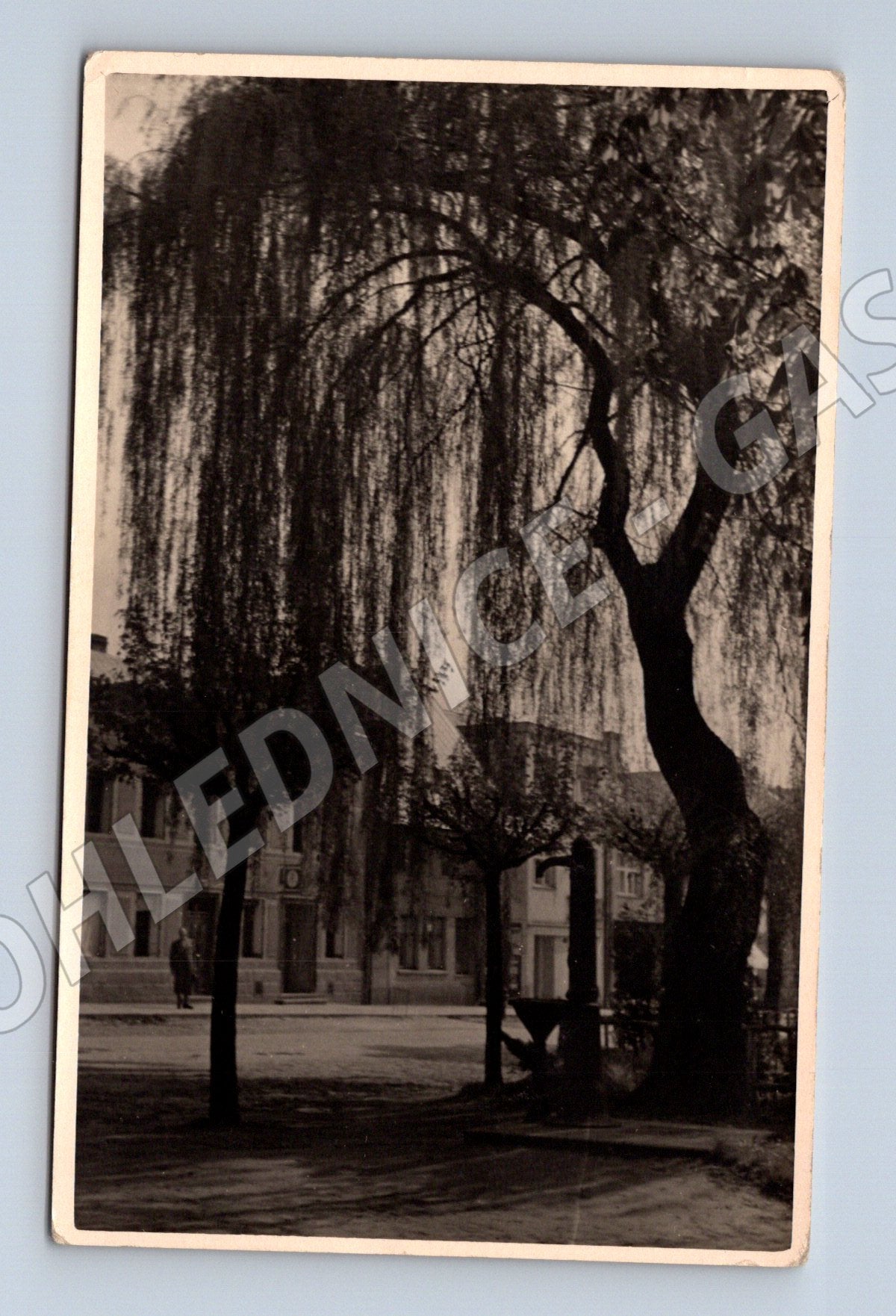 Pohlednice vrba v parku s budovami (P3726)